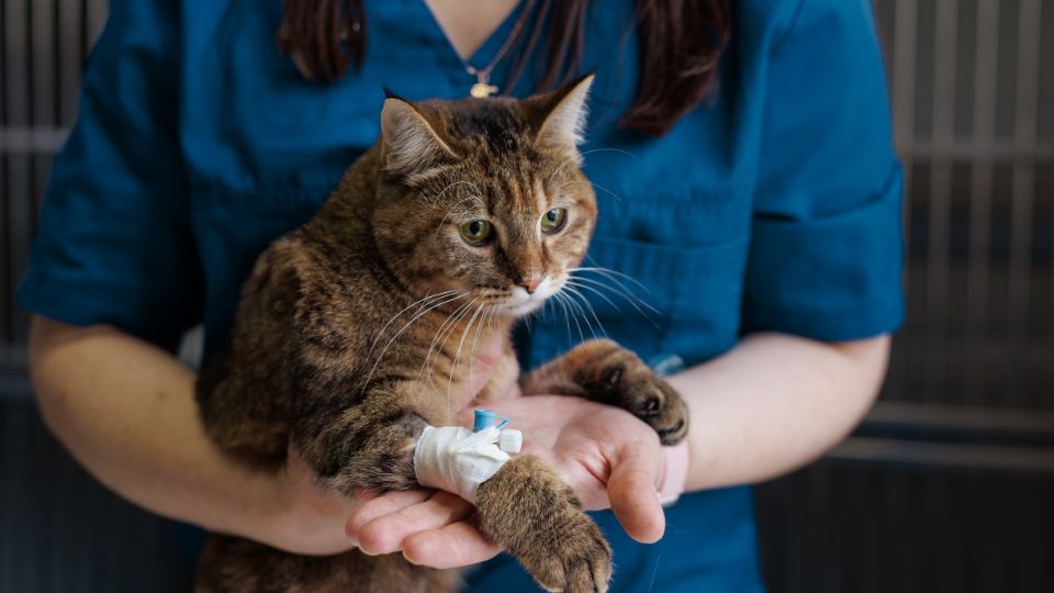 Cat being held by veterinary staff with a hurt paw