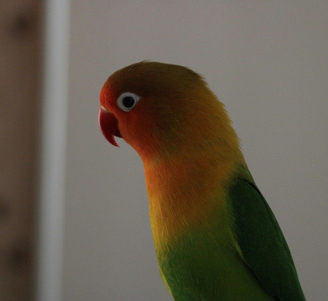 Colorful lovebird, profile view