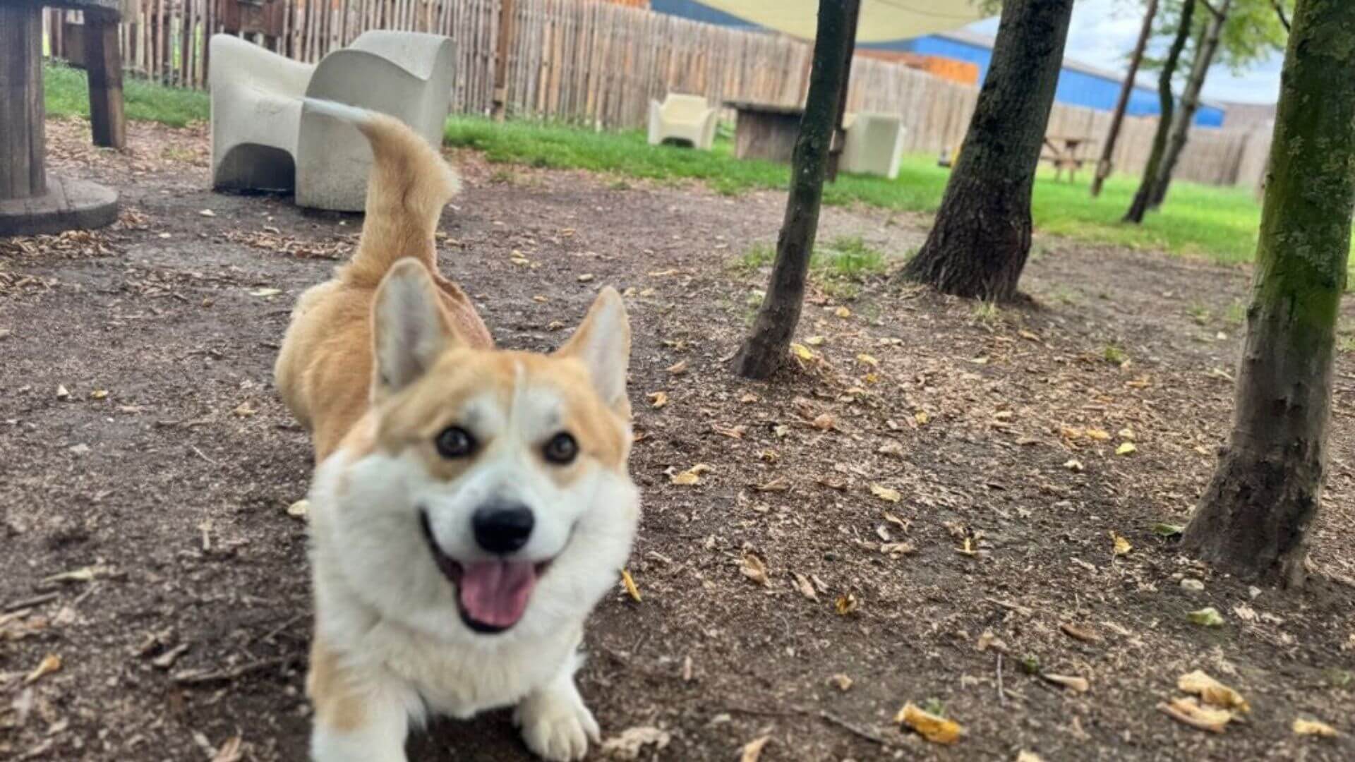 Corgi in an enclosure