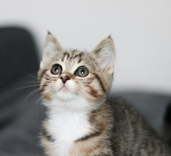 Cute tabby kitten looking up