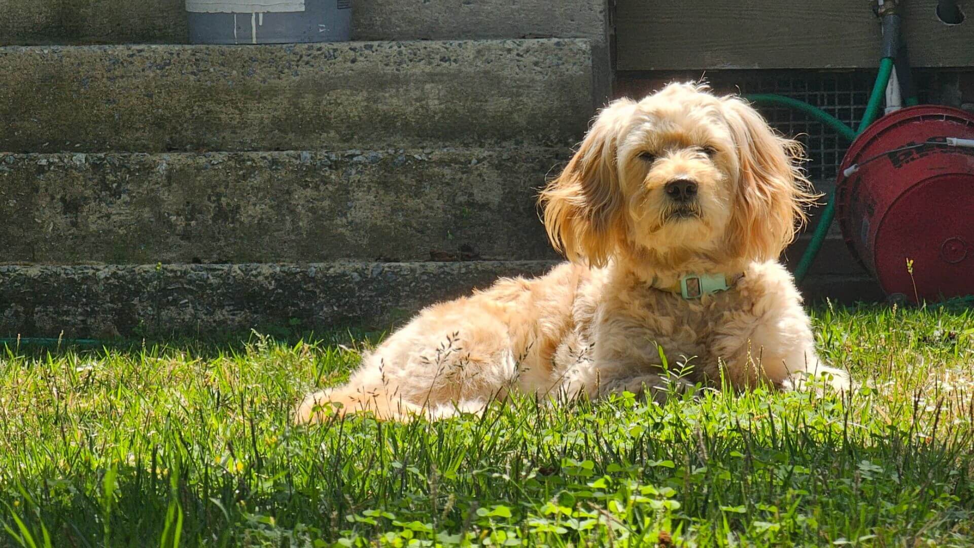 Dog laying in the grass