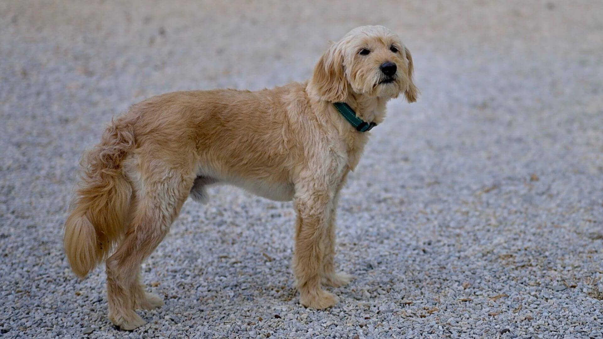 Dog standing on gravel