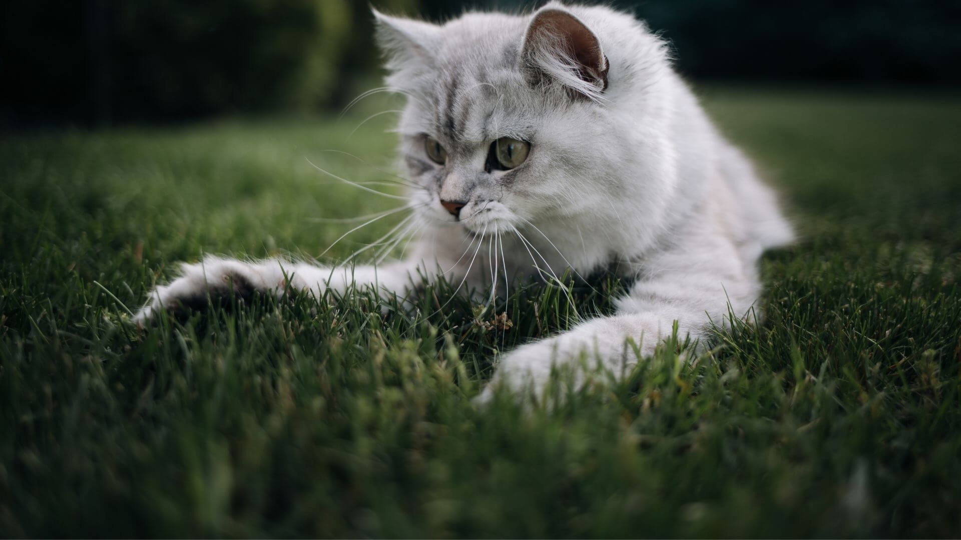 Fluffy cat sitting in the grass