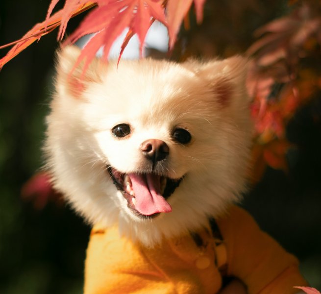 Happy white dog, autumn leaves