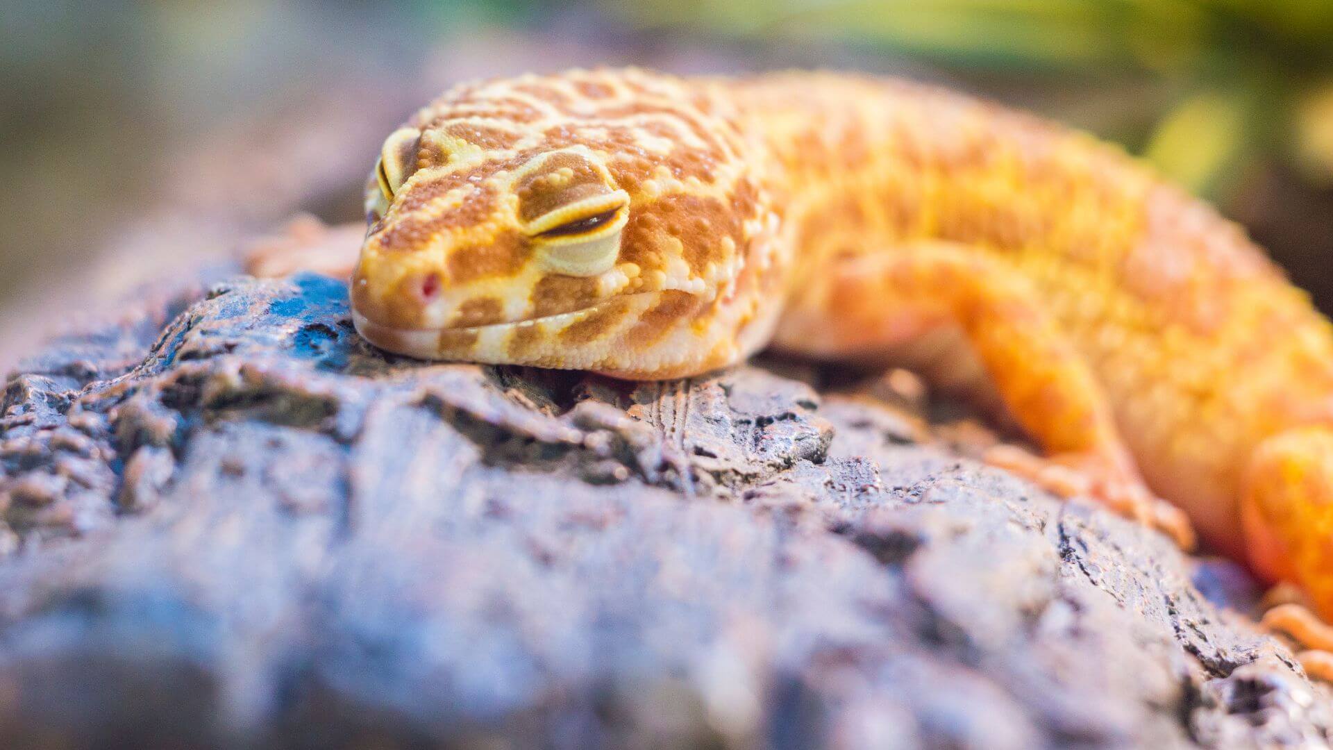 Lizard sleeping on a log