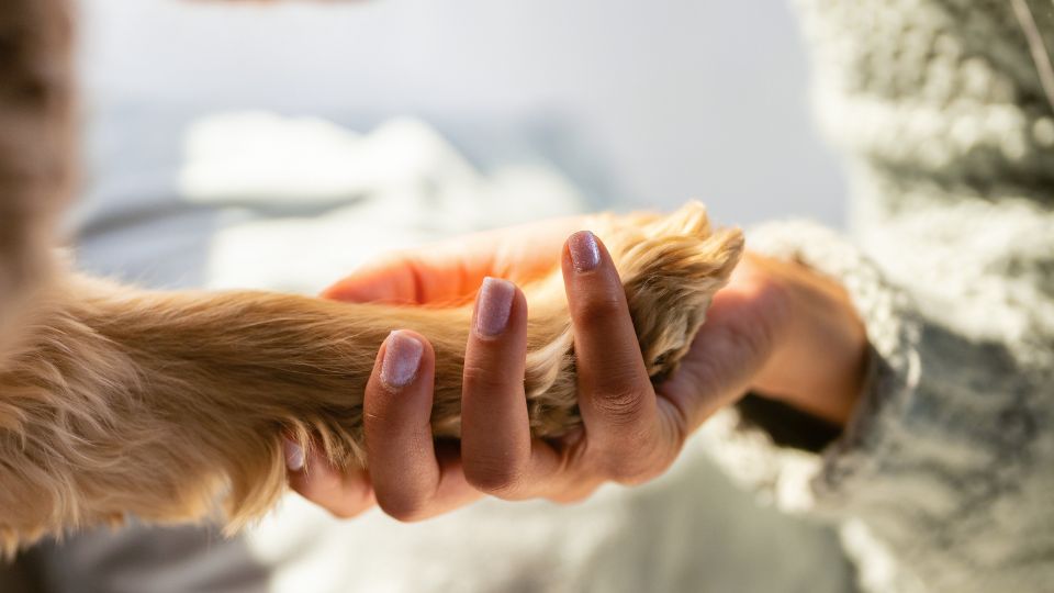 Person holding a pet's paw