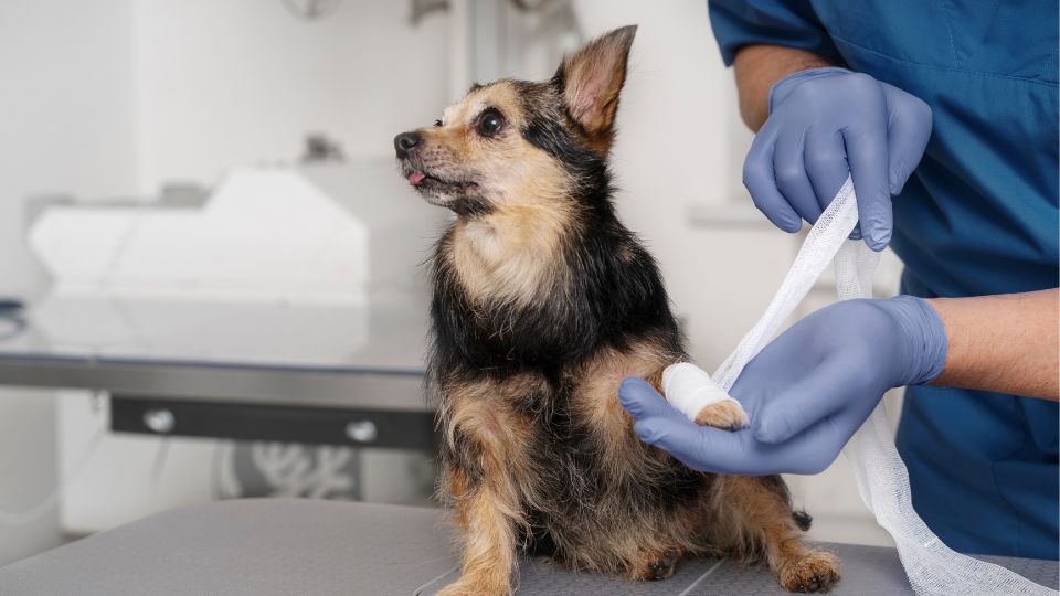 Small dog getting its paw wrapped