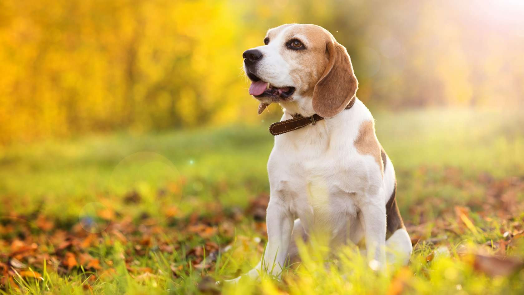 Beagle dog sitting in autumn park