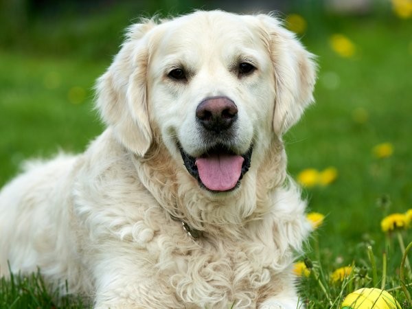 Golden Retriever dog lying outside