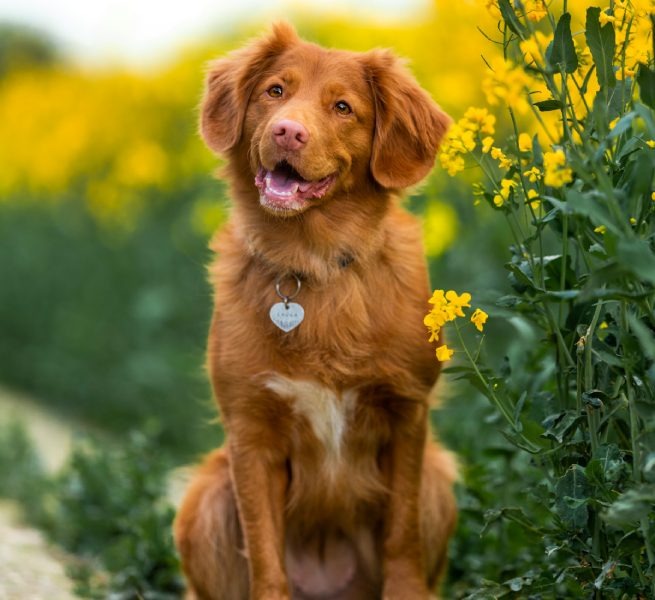 Happy dog in yellow flowers
