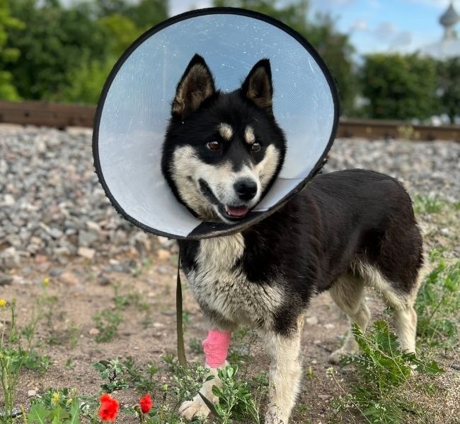 Dog wearing a surgery cone and a pink bandage on its leg
