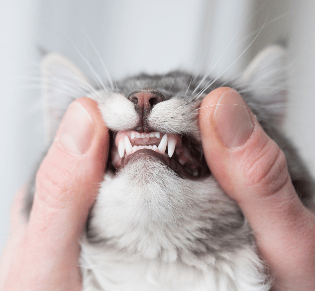 person examining a cats teeth