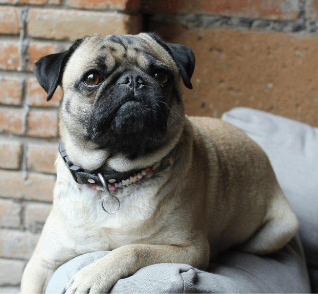 pug dog sitting on a couch