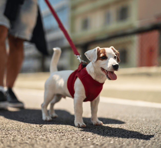 small dog on a walk with its owner