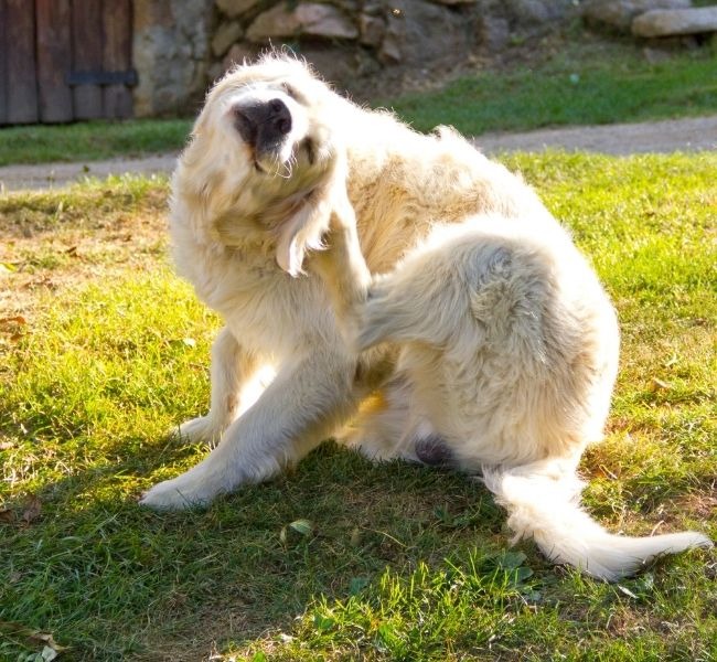 White dog sitting on grass and scratching its ear