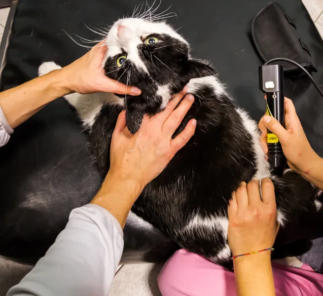 A black and white cat being examined by multiple hands, one of which is holding a medical device near the cat's back.