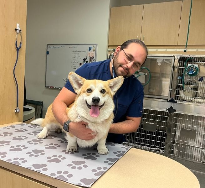 A veterinarian listens to a corgi's heart with a stethoscope. The corgi is sitting on an examination table.