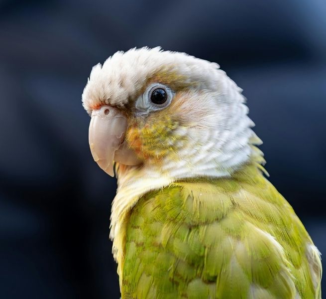 A close-up profile of a green-and-white parrot with a light-colored beak and dark eyes.