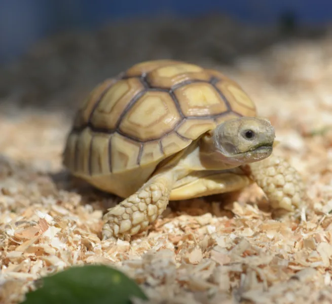 A baby sulcata tortoise with a patterned shell walks on wood shavings.