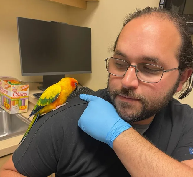 A colorful Sun Conure parrot perches on the shoulder of a person wearing blue gloves and glasses.