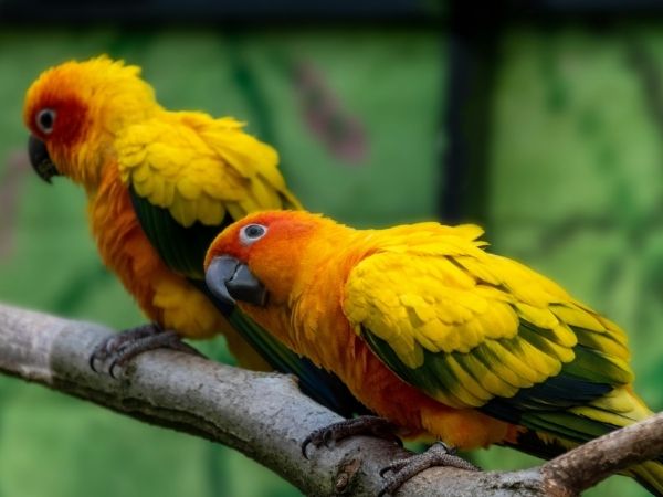 Two sun conure parrots with bright yellow and orange plumage are perched on a branch.
