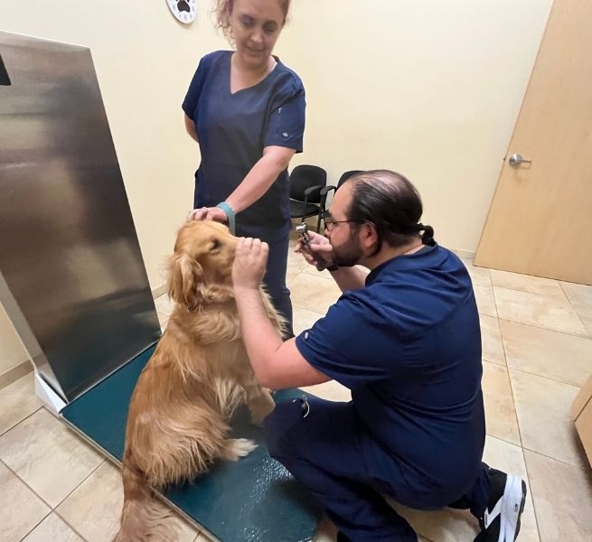 A veterinarian examines a golden retriever's eye with an otoscope while a veterinary technician stands behind the dog.