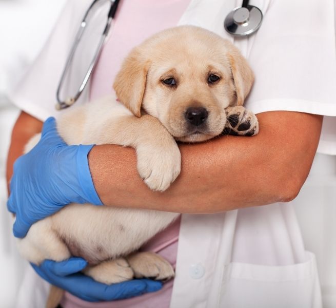 A veterinarian in blue gloves holds a light-colored puppy with a stethoscope around their neck.